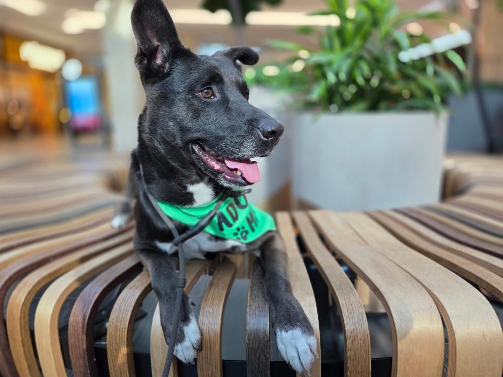 Otto (Courtesy Post) - Adopt Me!, a Adoptable mixed breed in Lake Forest, CA image 2/4