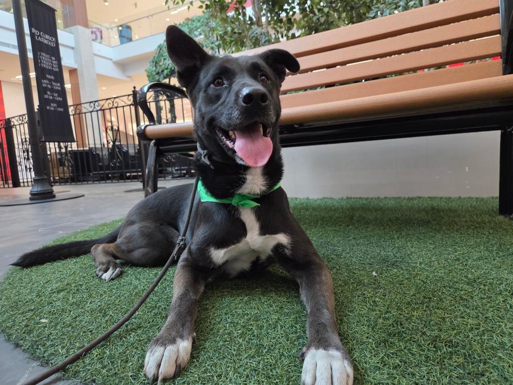 Otto (Courtesy Post) - Adopt Me!, a Adoptable mixed breed in Lake Forest, CA image 3/4