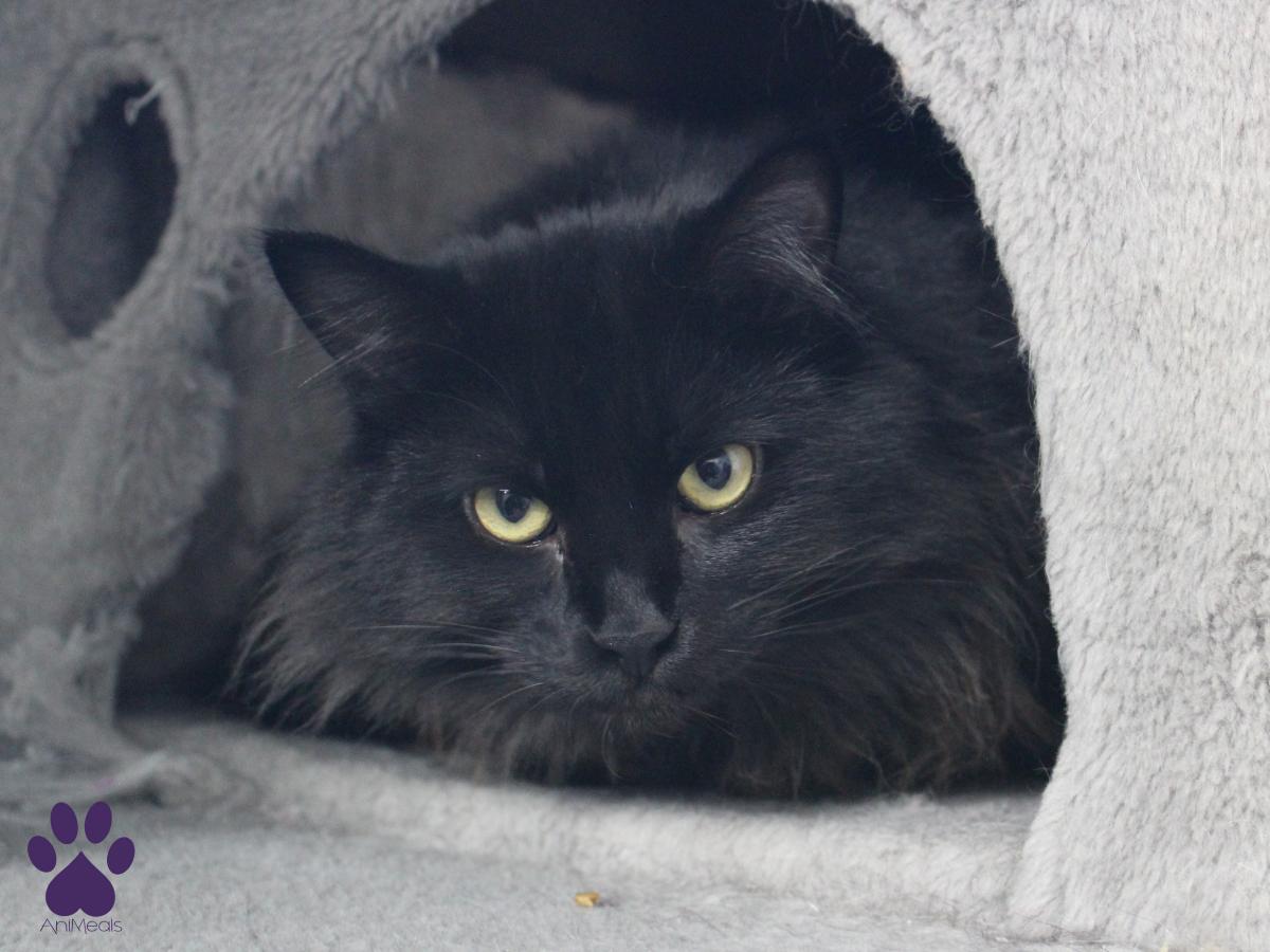 Briar, ADOPTABLE, Adult Female Domestic Long Hair.
