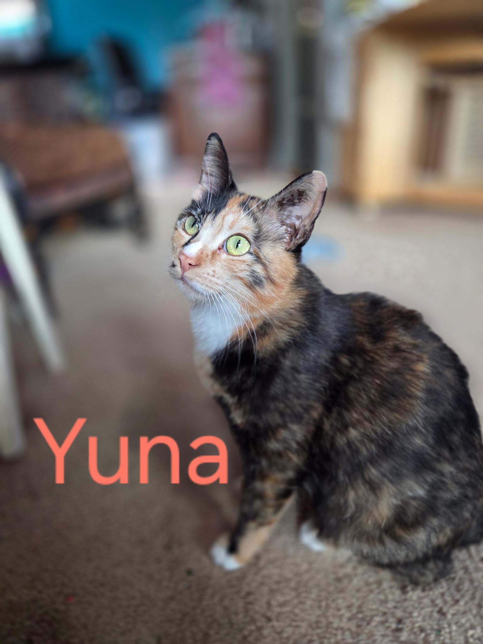 Yuna, ADOPTABLE, Young Female Domestic Short Hair & Calico.