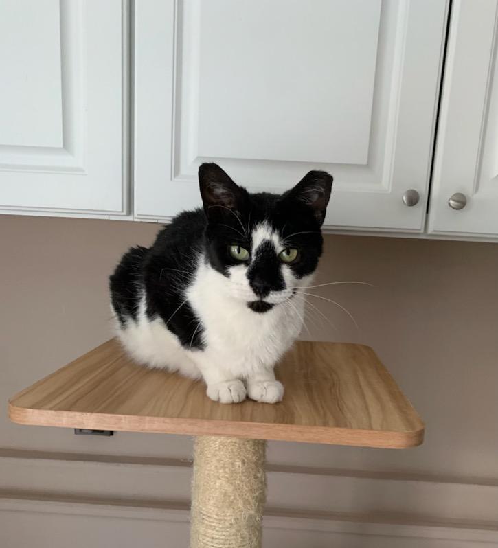 Myrtle, Adoptable, Adult Female Domestic Short Hair.