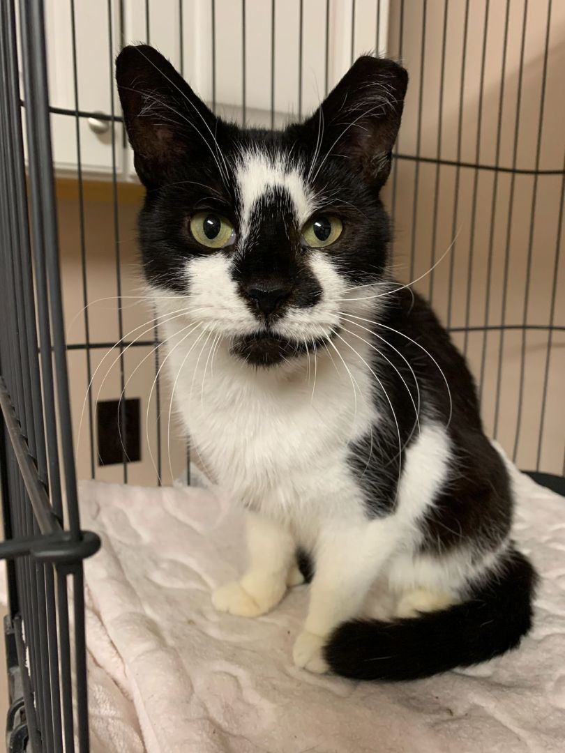 Enlarge Myrtle, a Adoptable Domestic Short Hair in East Orange, NJ image 5/6