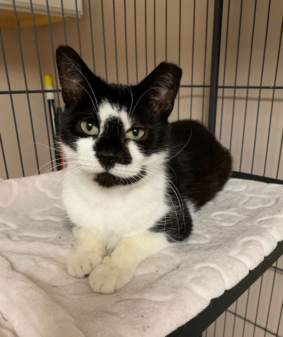 Enlarge Myrtle, a Adoptable Domestic Short Hair in East Orange, NJ image 6/6