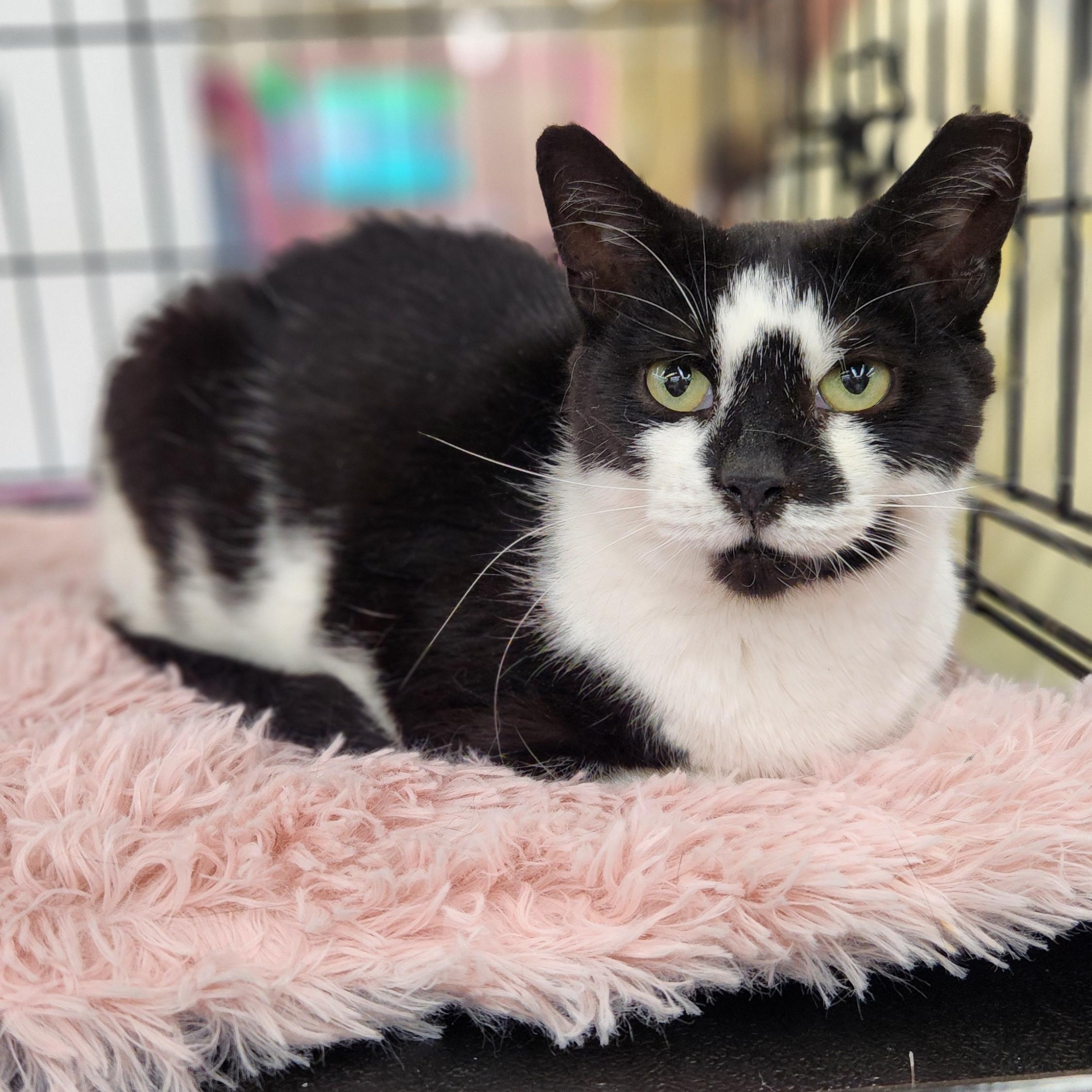 Enlarge Myrtle, a Adoptable Domestic Short Hair in East Orange, NJ image 3/6