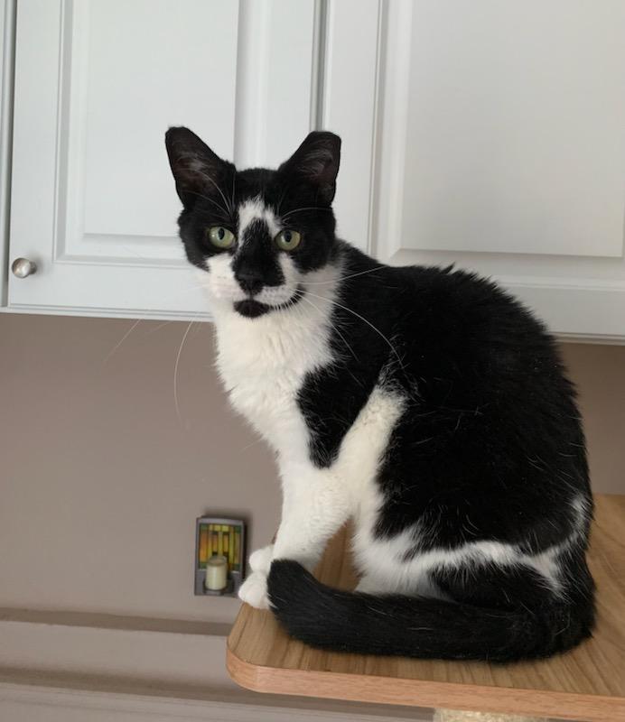 Enlarge Myrtle, a Adoptable Domestic Short Hair in East Orange, NJ image 4/6
