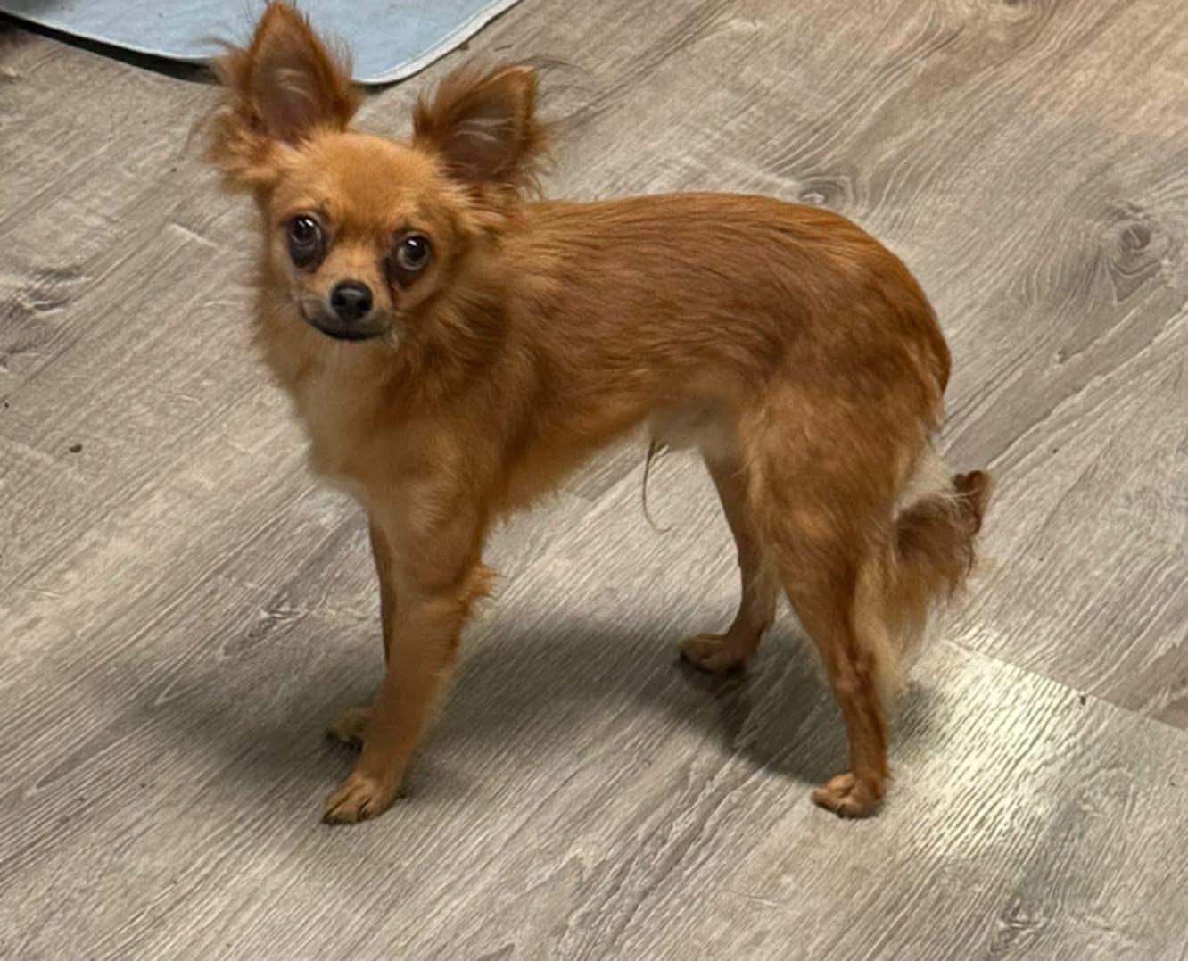 Enlarge Max, a ADOPTABLE Chihuahua in Matthews, NC image 1/1