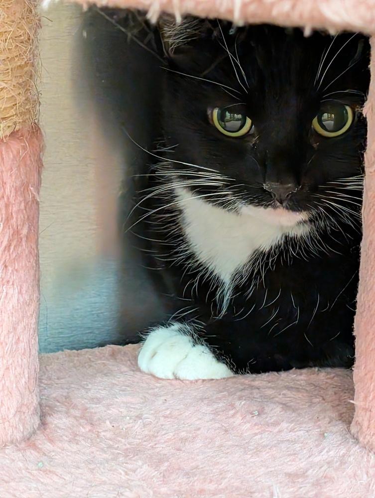 Enlarge Tootsie, a Adoptable mixed breed in Tucson, AZ image 1/1