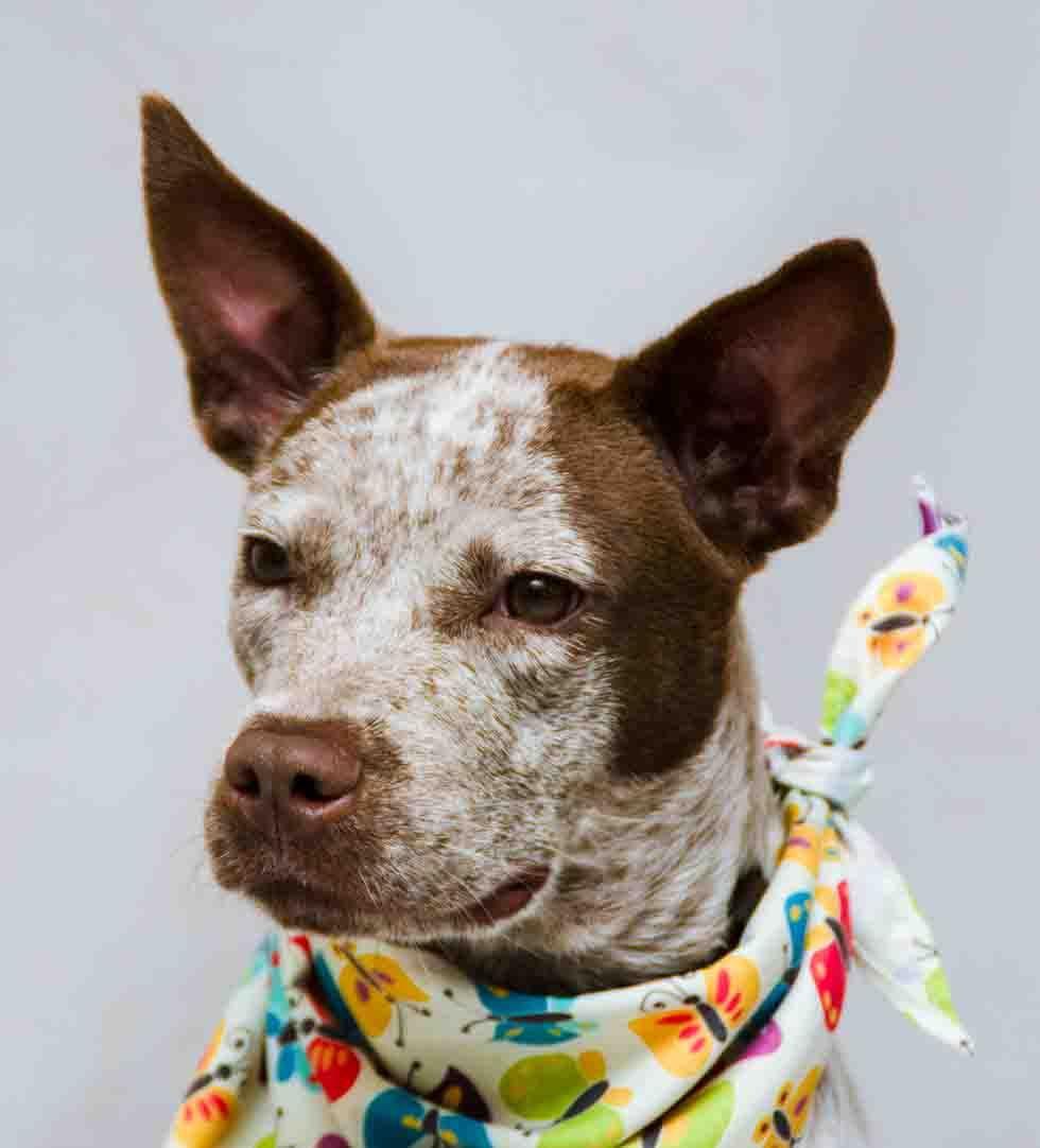 Lucy, adopted, Puppy Female Australian Cattle Dog / Blue Heeler.