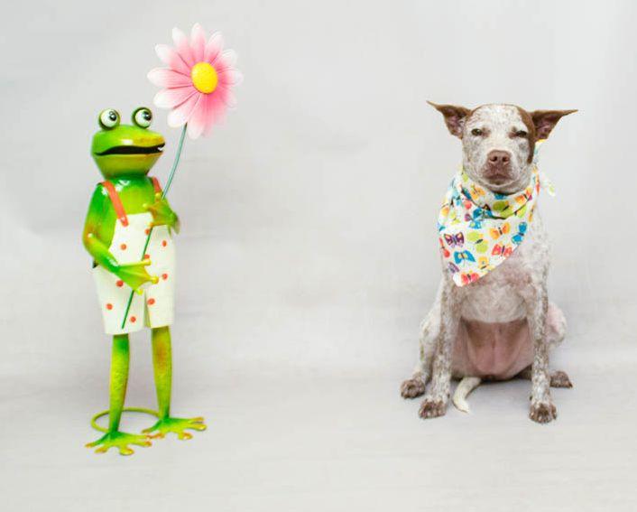 Lucy, an adopted mixed breed in Sanford, FL image 2/3
