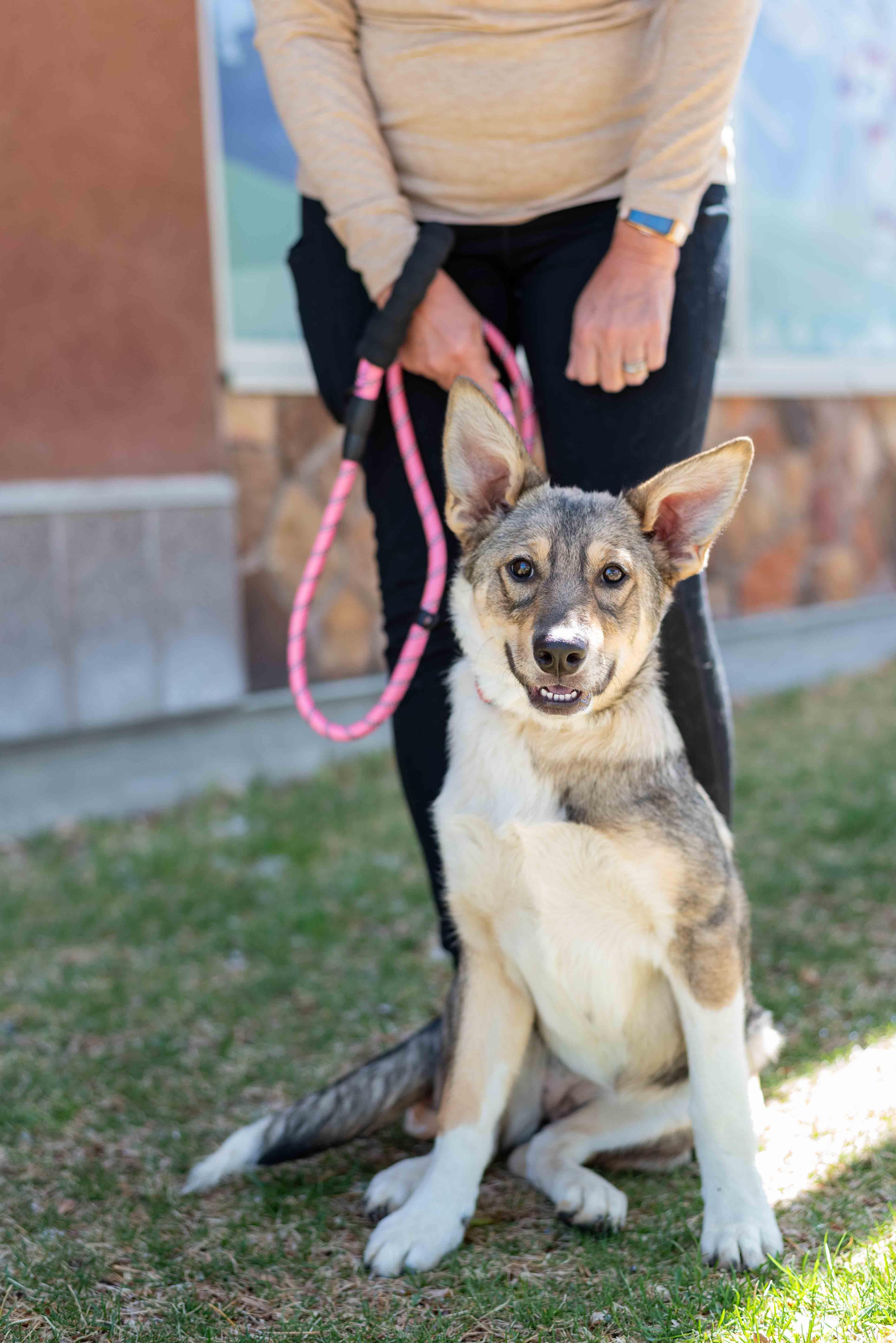 Enlarge Daisy, a Adoptable mixed breed in Colorado Springs, CO image 5/5