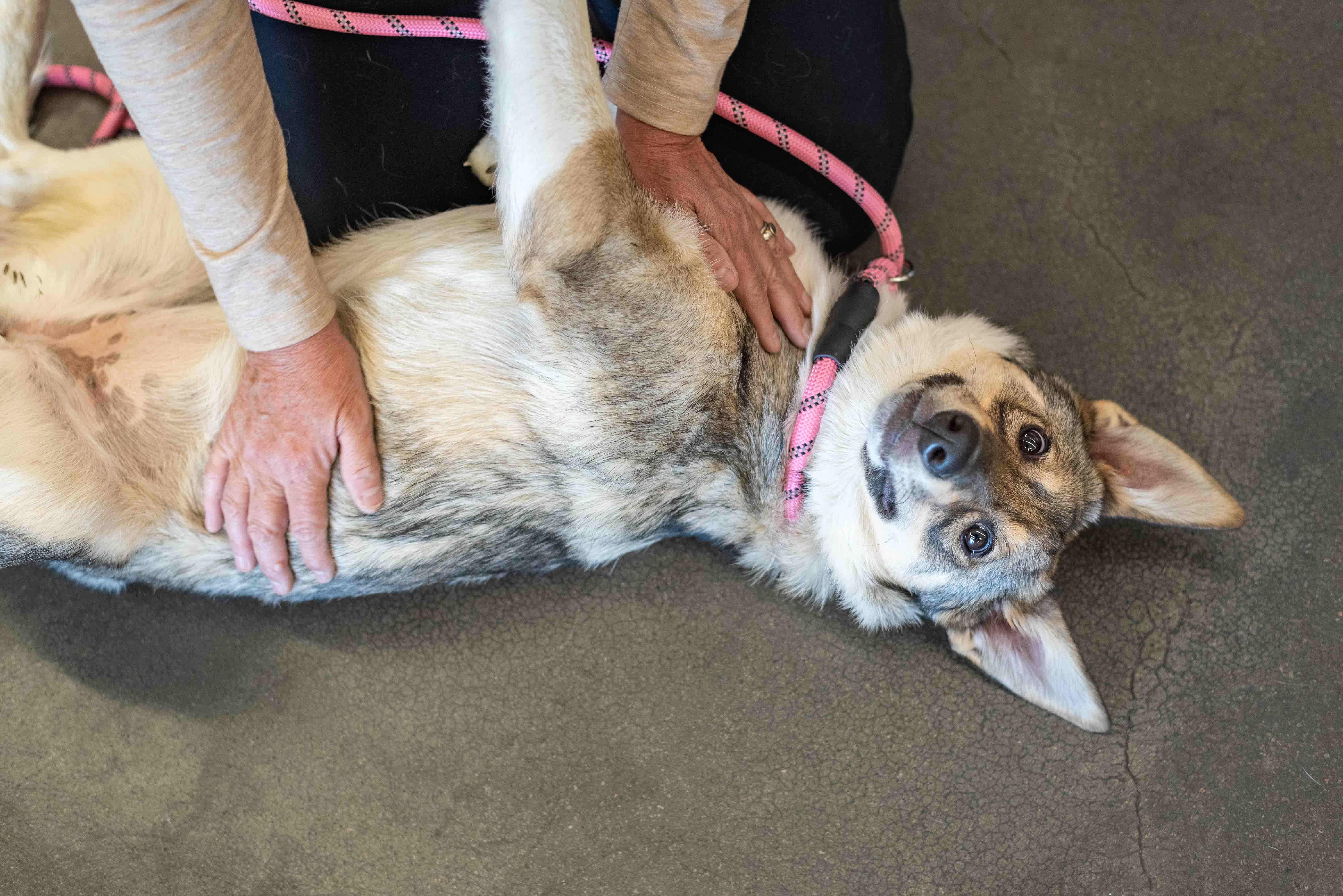 Enlarge Daisy, a Adoptable mixed breed in Colorado Springs, CO image 3/5