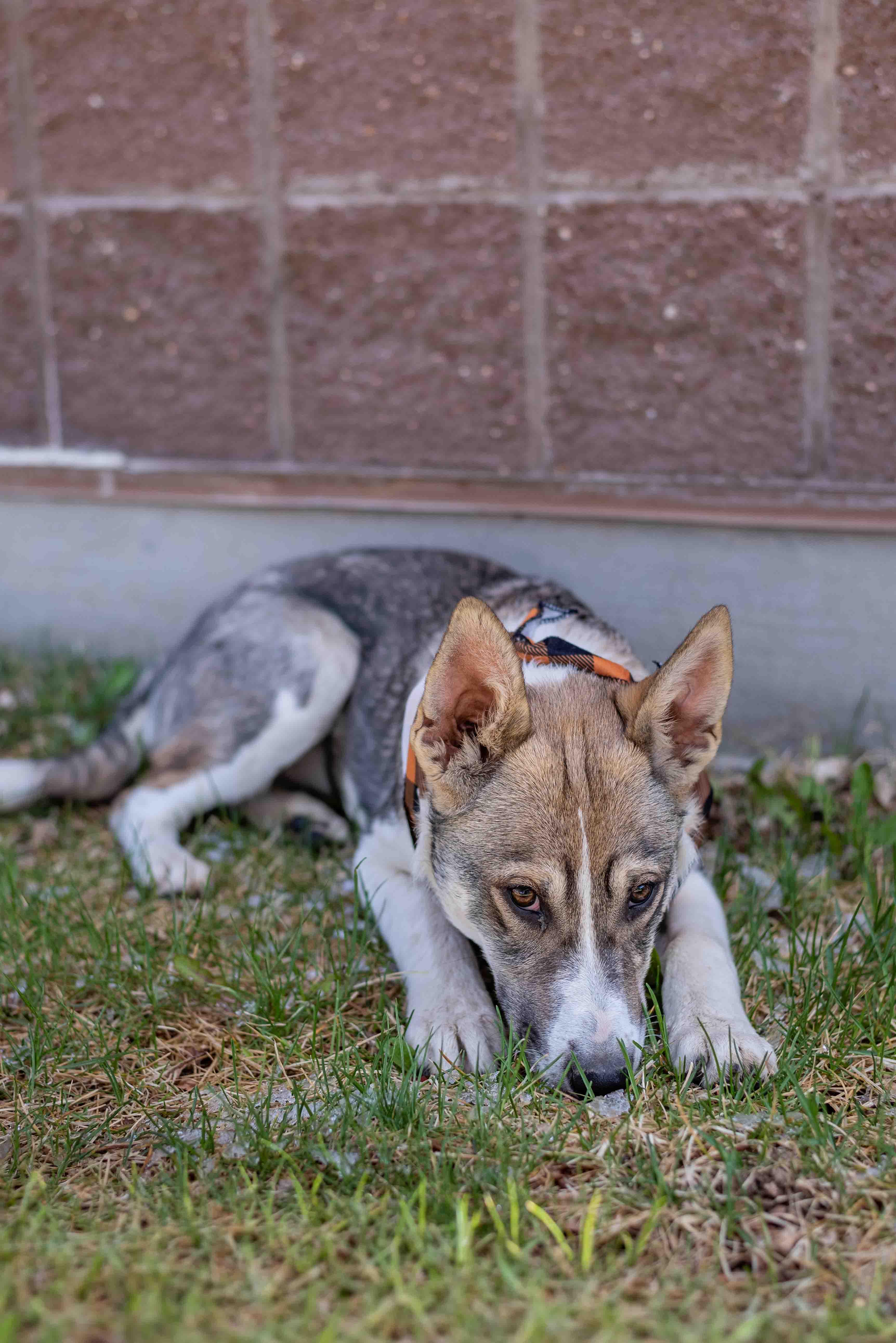 Enlarge Daisy, a Adoptable mixed breed in Colorado Springs, CO image 2/5