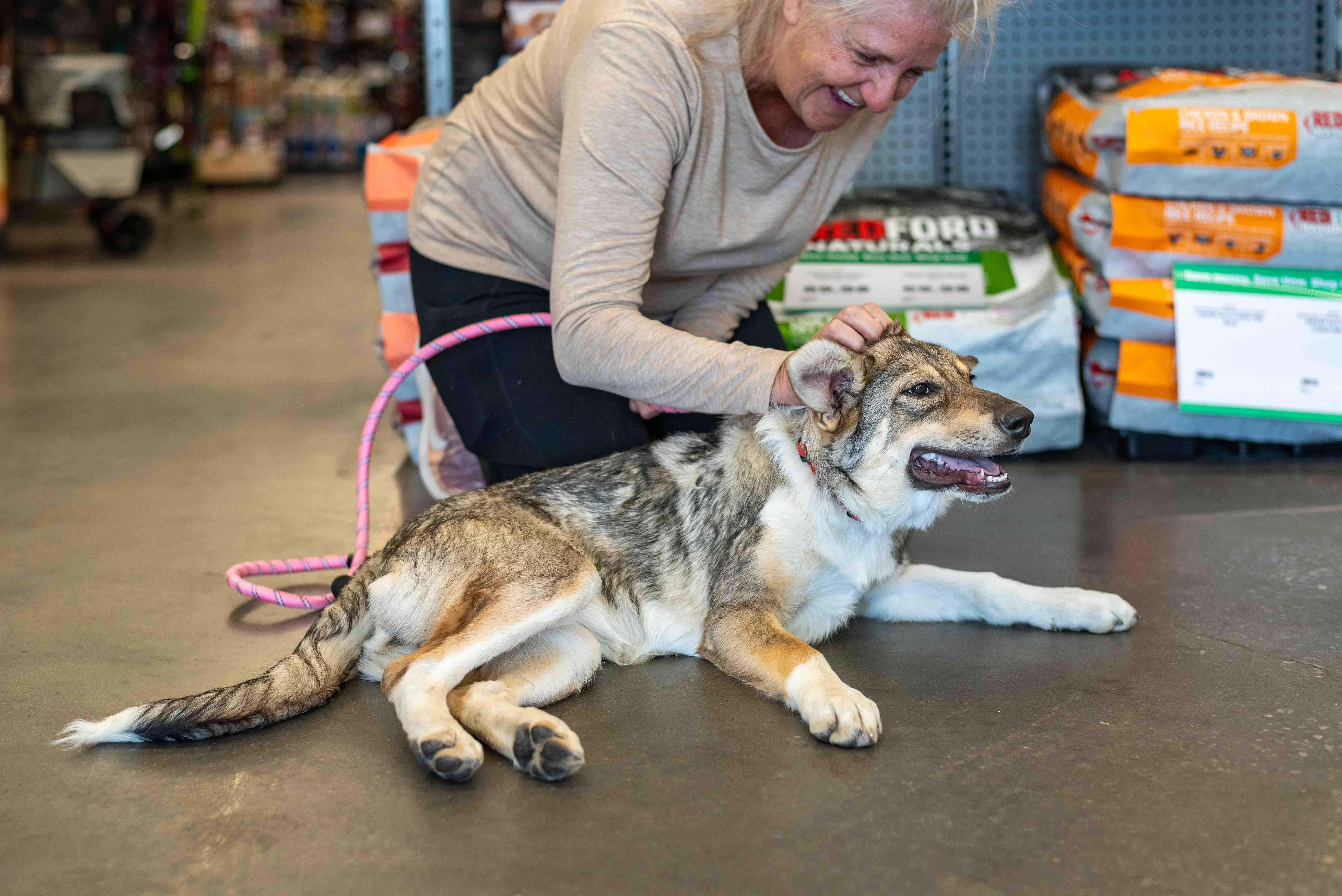 Enlarge Daisy, a Adoptable mixed breed in Colorado Springs, CO image 4/5