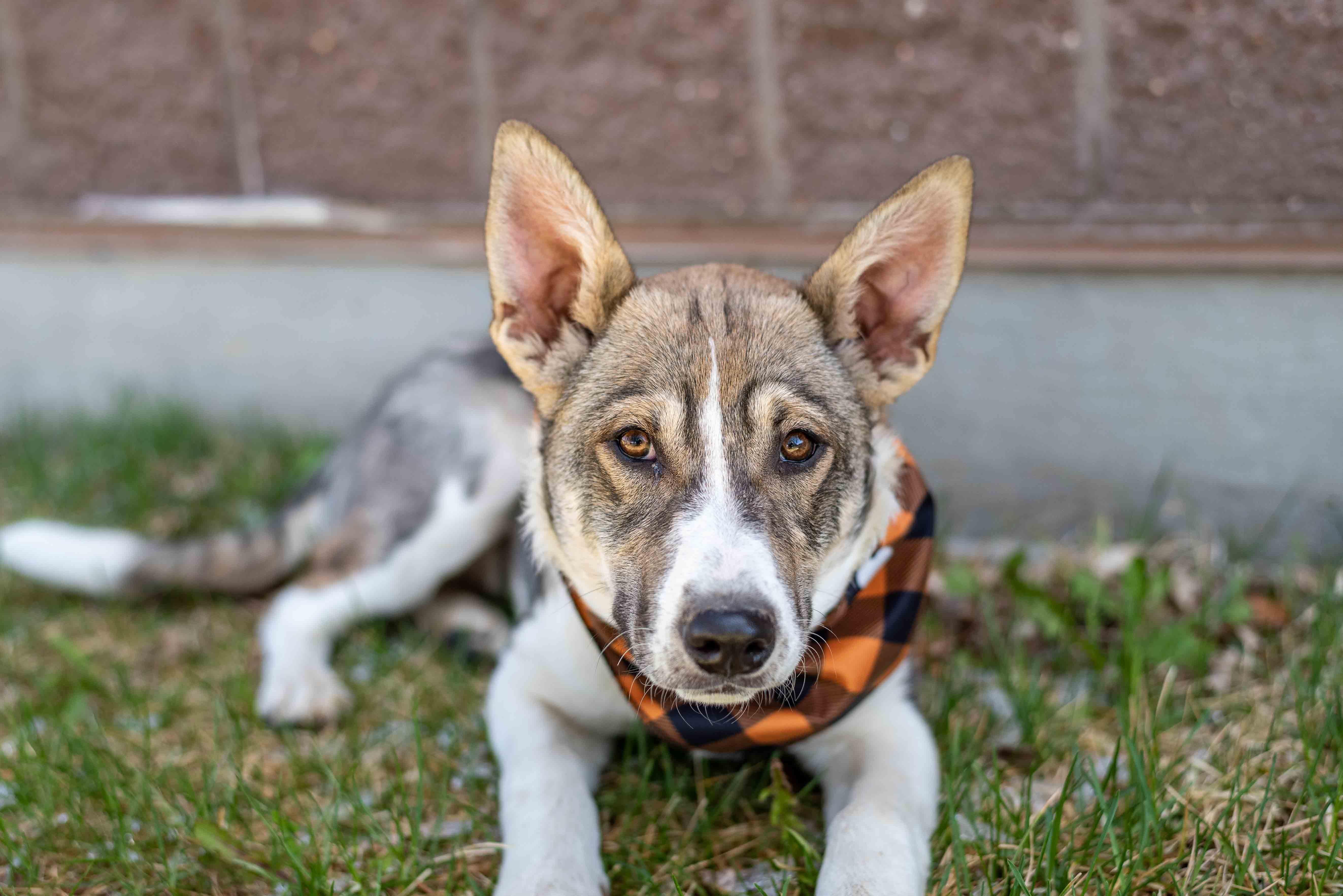 Daisy, Adoptable, Puppy Female German Shepherd Dog.