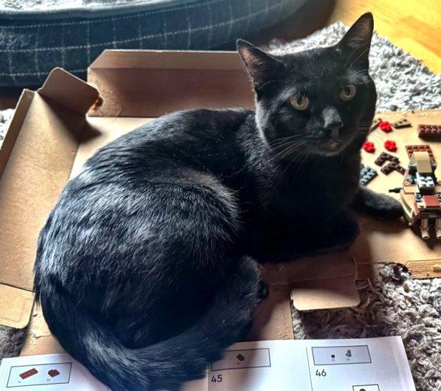 Tarot, Young Male Domestic Short Hair