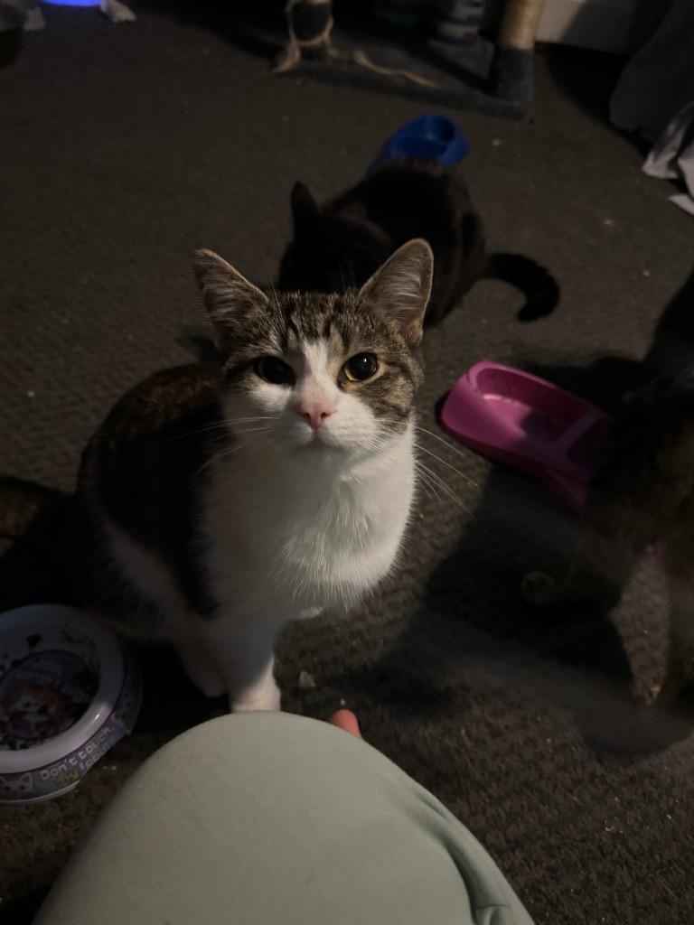 Marcie, Adoptable, Adult Female Domestic Short Hair.