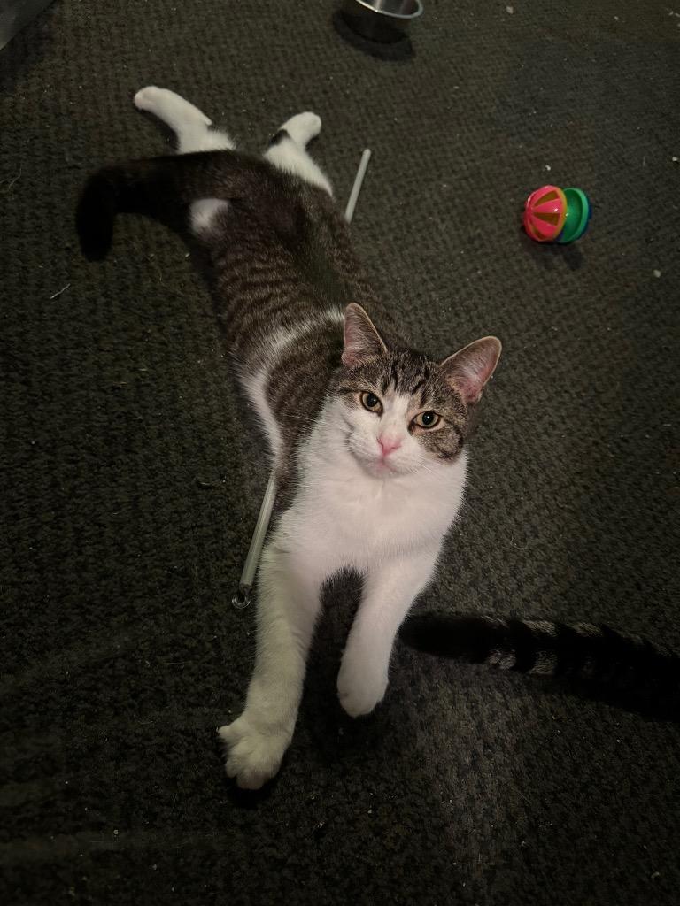 Marcie, Adoptable, Adult Female Domestic Short Hair.