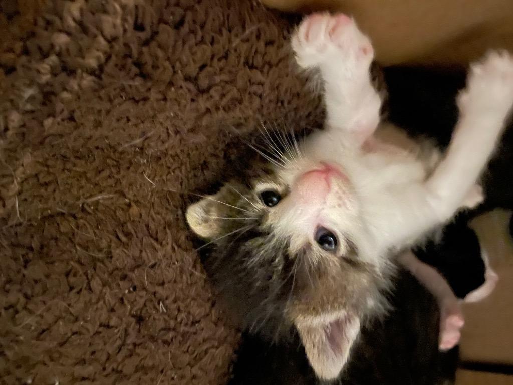 Enlarge Marcie, a Adoptable mixed breed in Camp Hill, PA image 3/6