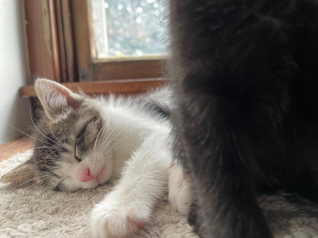 Enlarge Marcie, a Adoptable mixed breed in Camp Hill, PA image 4/6