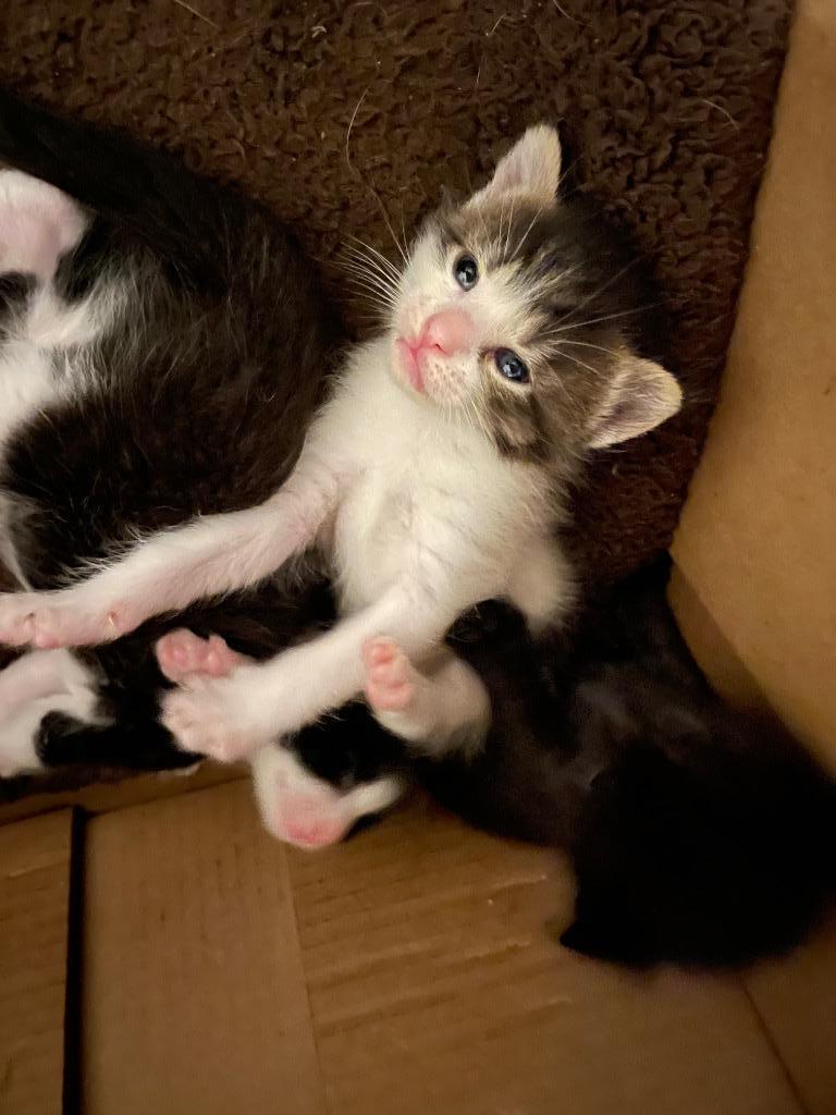 Enlarge Marcie, a Adoptable mixed breed in Camp Hill, PA image 4/6