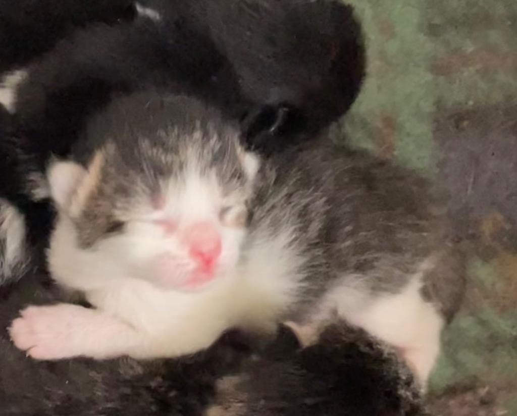 Enlarge Marcie, a Adoptable mixed breed in Camp Hill, PA image 5/6