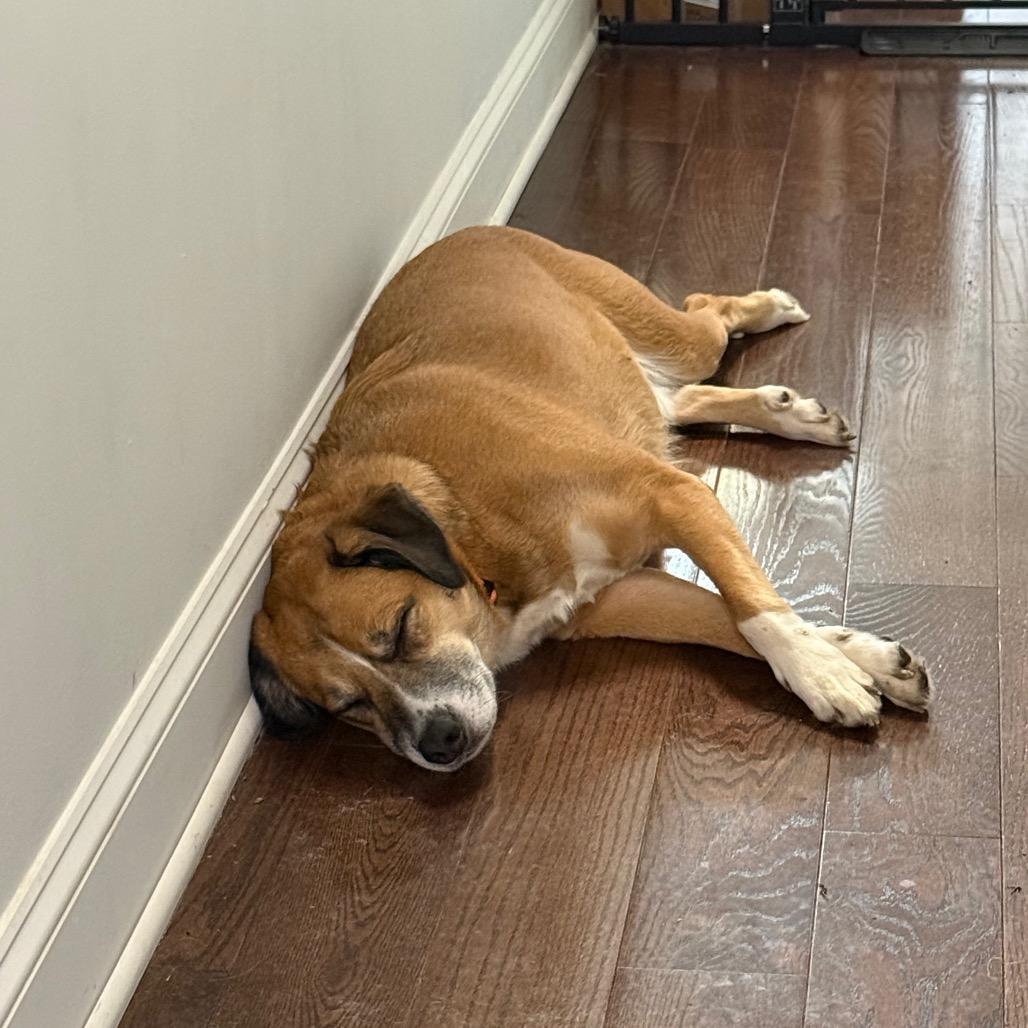 Enlarge Bowie, a Adoptable Australian Shepherd in Shawnee, KS image 4/6