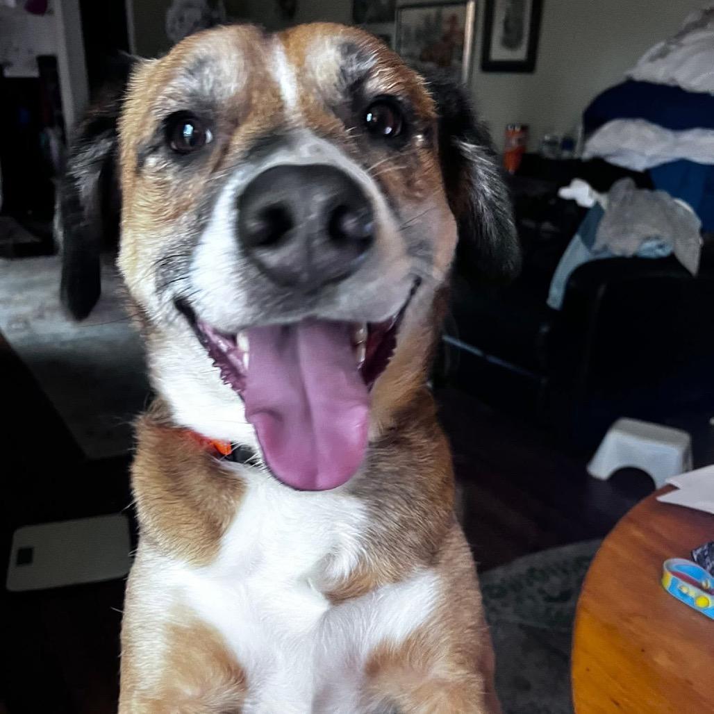 Enlarge Bowie, a Adoptable Australian Shepherd in Shawnee, KS image 6/6