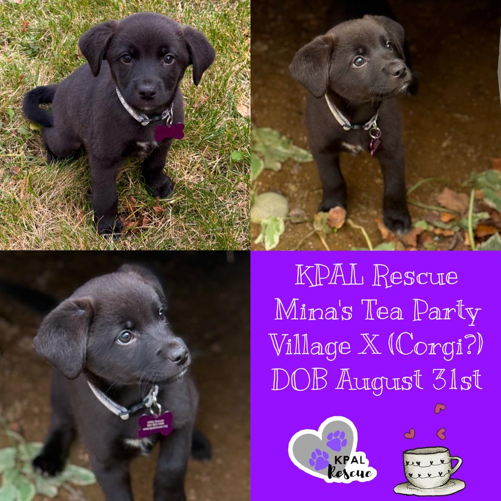 Earl - Mina’s Tea Party, a Adoptable mixed breed in Kenai, AK image 1/3