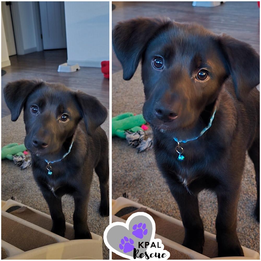 Earl - Mina’s Tea Party, a Adoptable mixed breed in Kenai, AK image 2/3