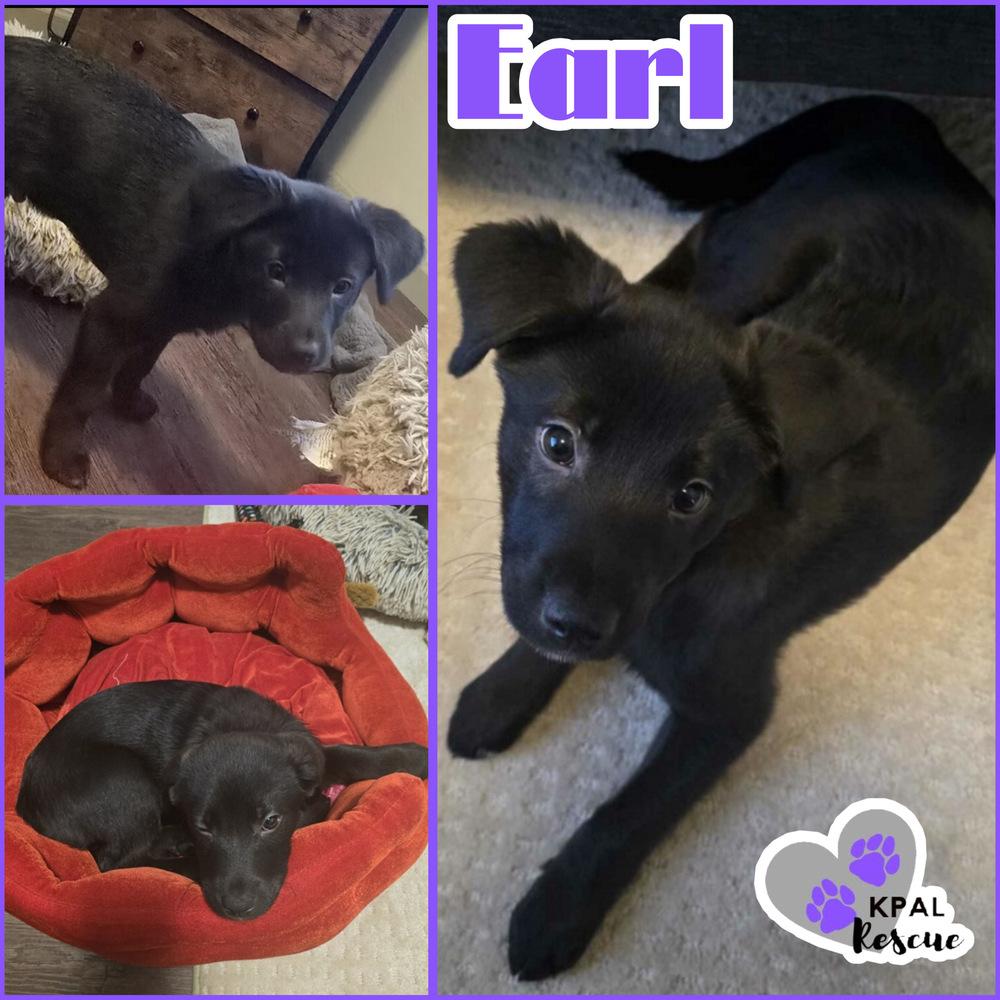 Earl - Mina’s Tea Party, a Adoptable mixed breed in Kenai, AK image 3/3