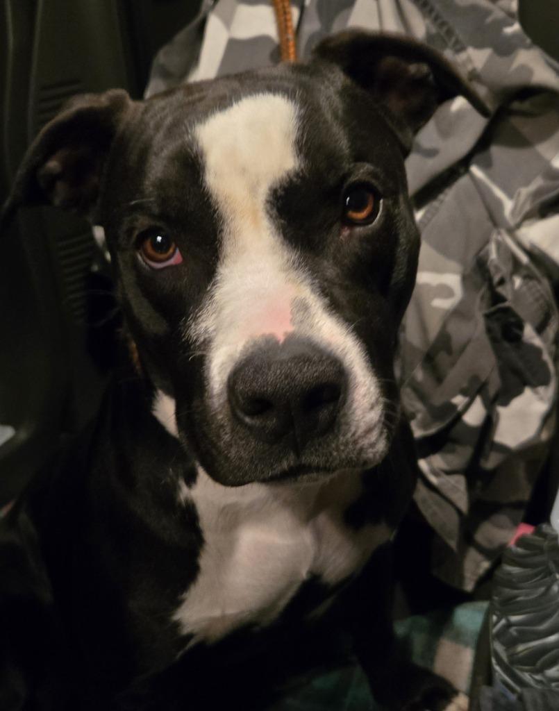 Enlarge Sammich AKA "Chance, a Adoptable Pit Bull Terrier in Saint Clairsville, OH image 1/2