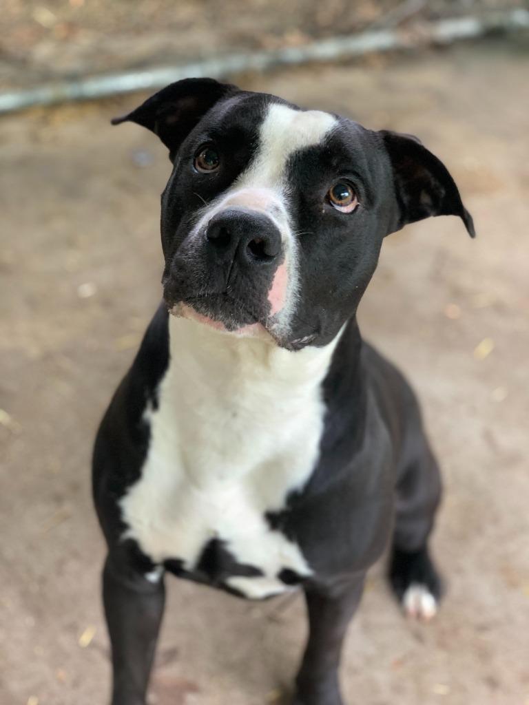 Enlarge Sammich AKA "Chance, a Adoptable Pit Bull Terrier in Saint Clairsville, OH image 2/2