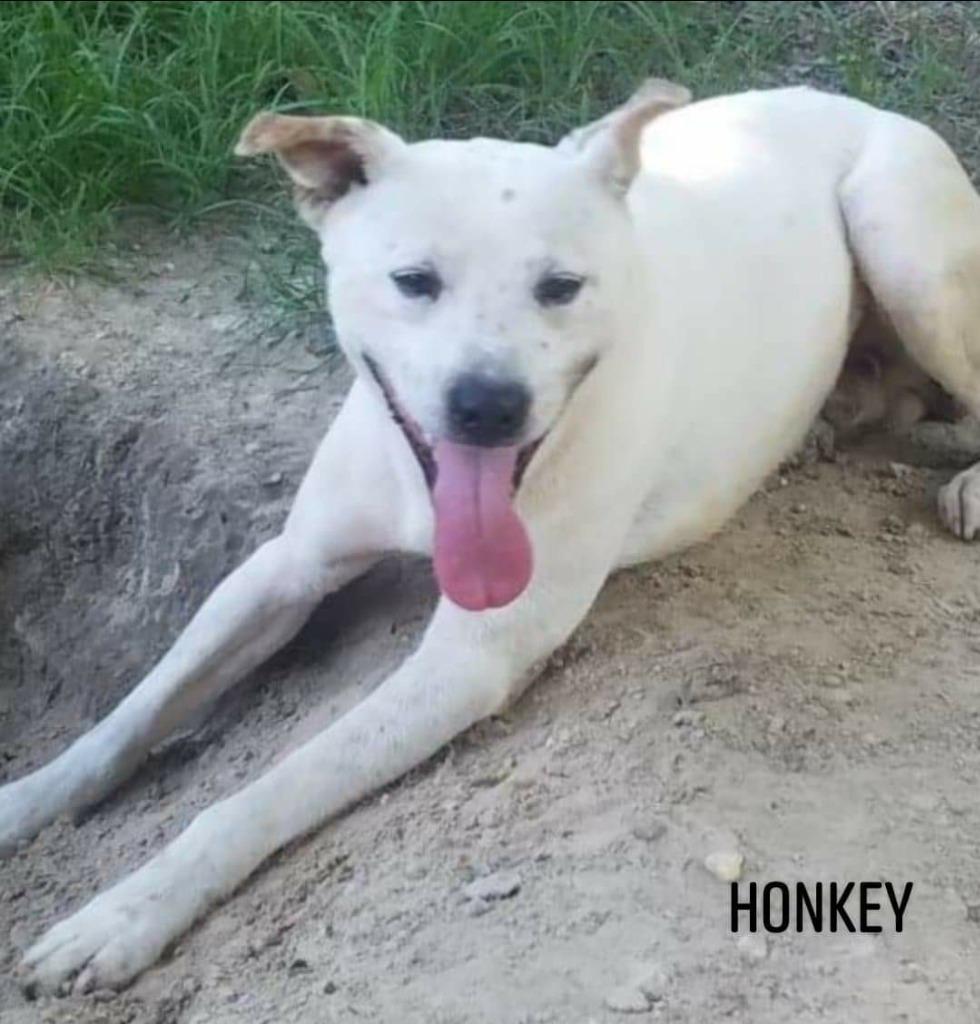 Honkey, a Adoptable Shepherd in El Dorado, AR image 2/2
