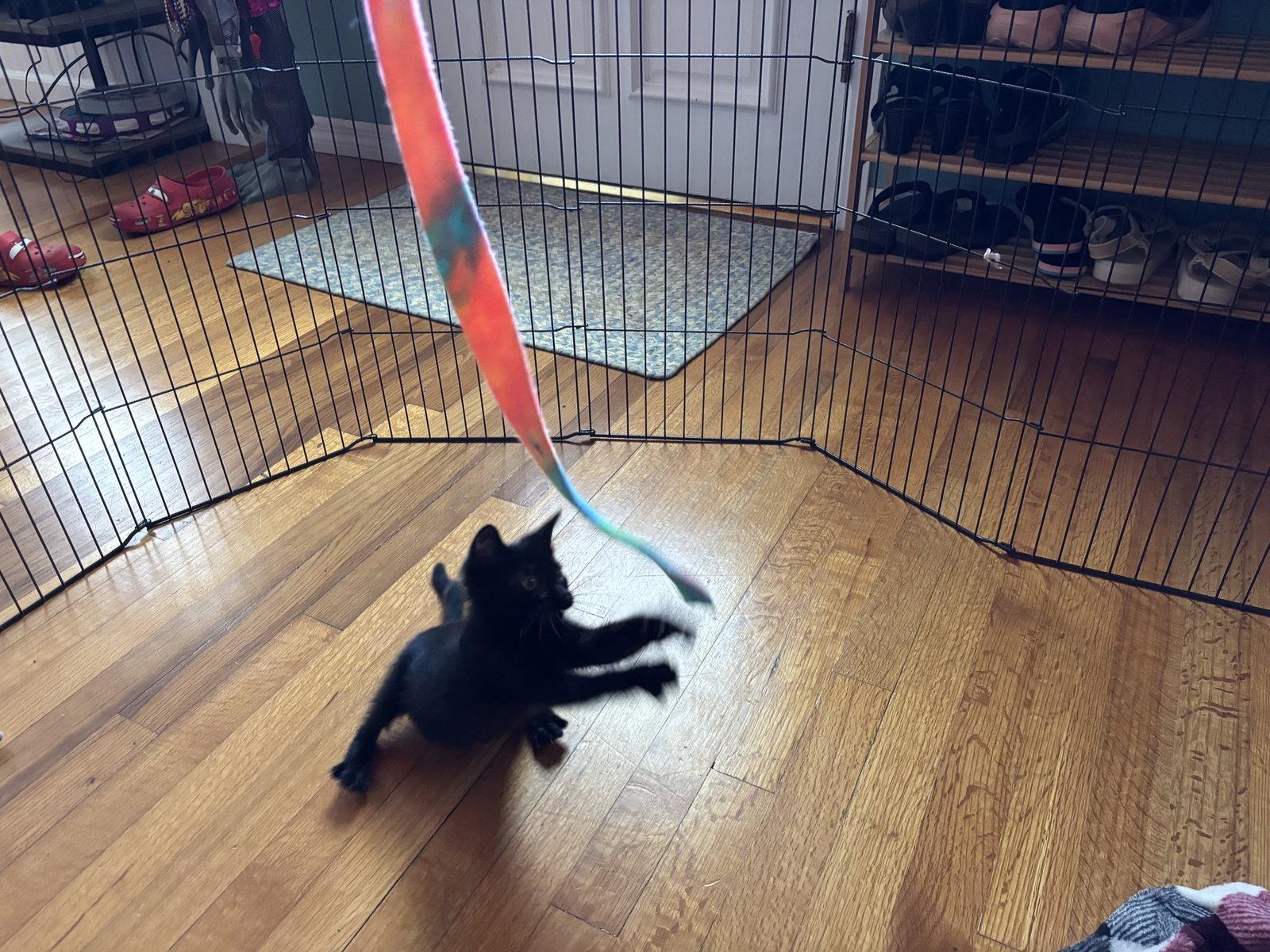 Dot, a Adopted Bombay in Orlando, FL image 1/3