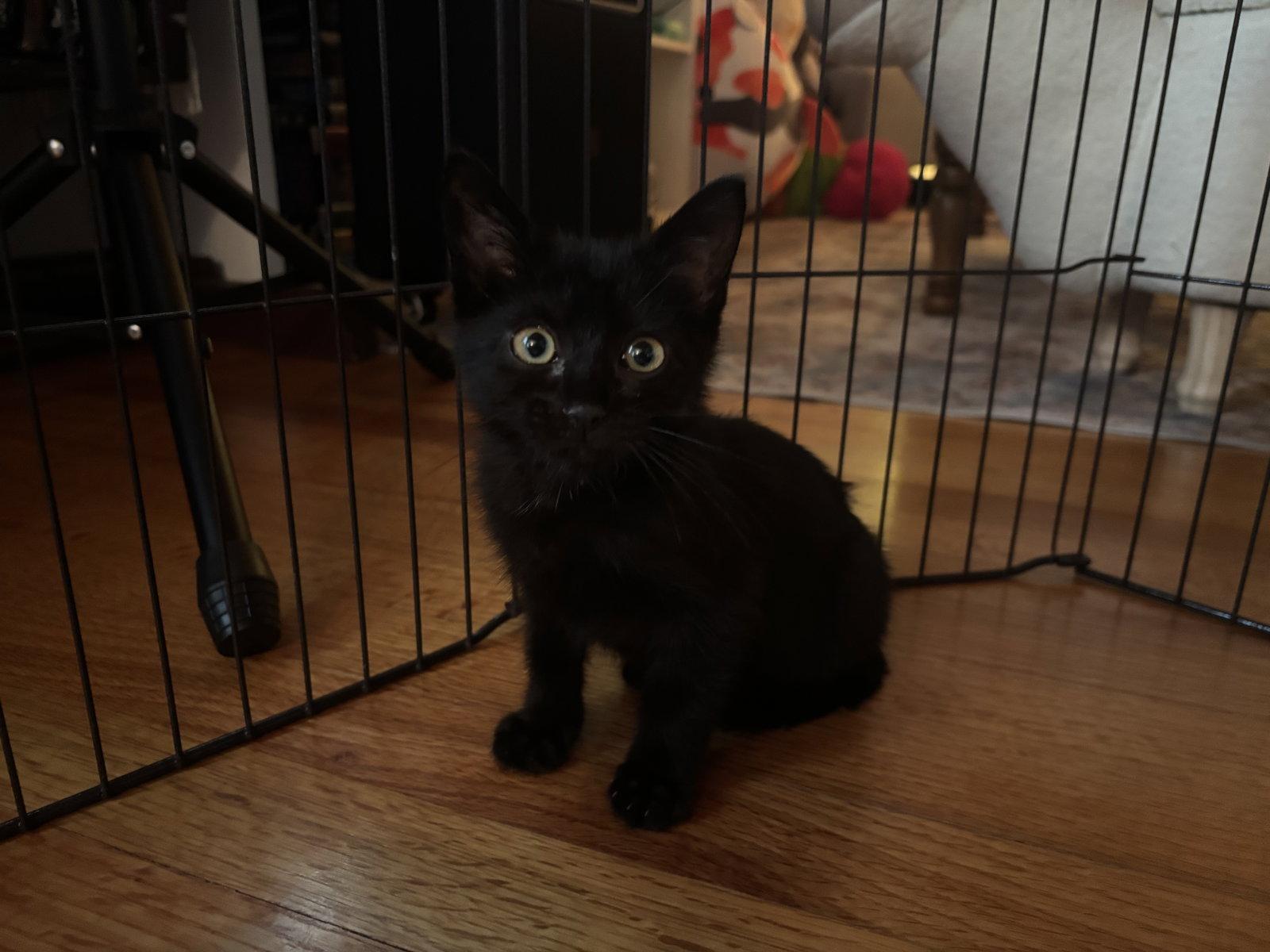 Dot, a Adopted Bombay in Orlando, FL image 2/3