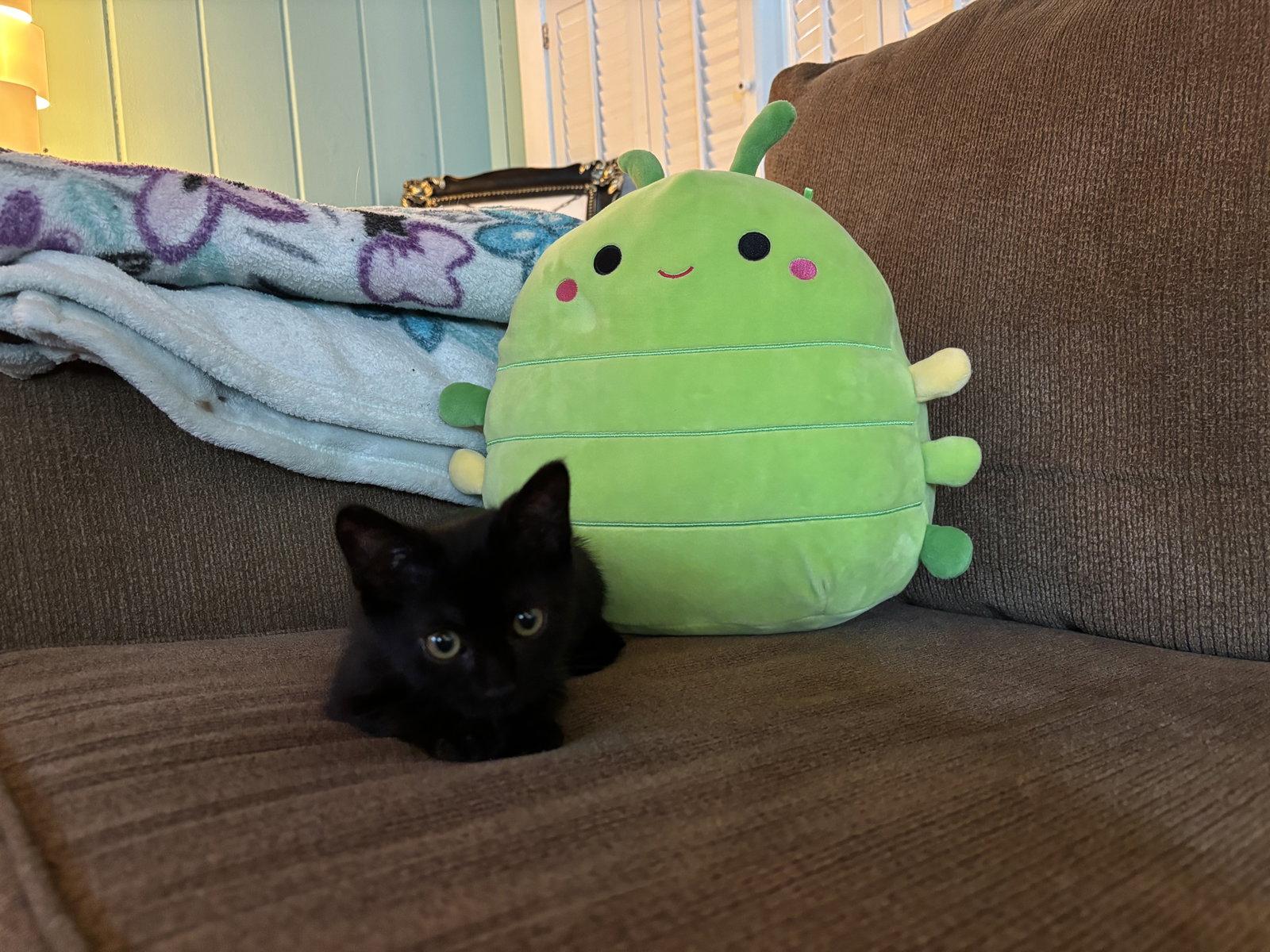 Dot, a Adopted Bombay in Orlando, FL image 3/3