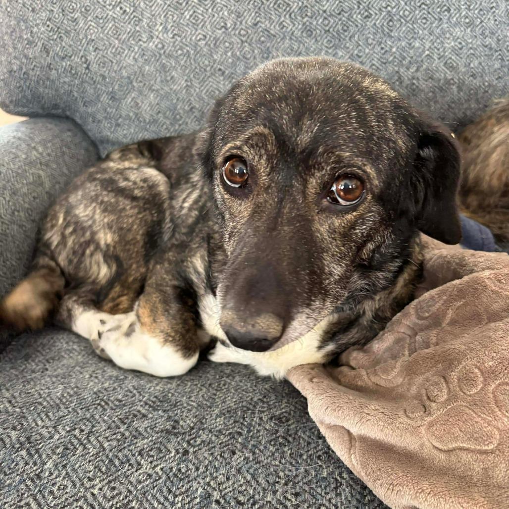 Enlarge Dixie (Bella), a Adoptable mixed breed in Winchester, VA image 1/6