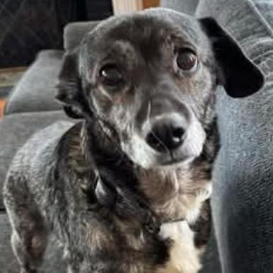 Dixie (Bella), Adoptable, Senior Female Wirehaired Dachshund & Jack Russell Terrier.