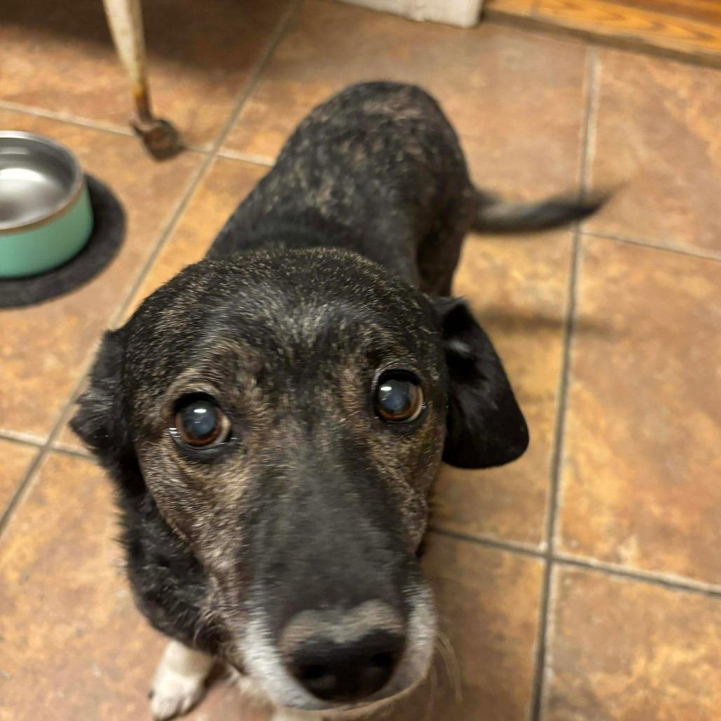 Enlarge Dixie (Bella), a Adoptable mixed breed in Winchester, VA image 2/6