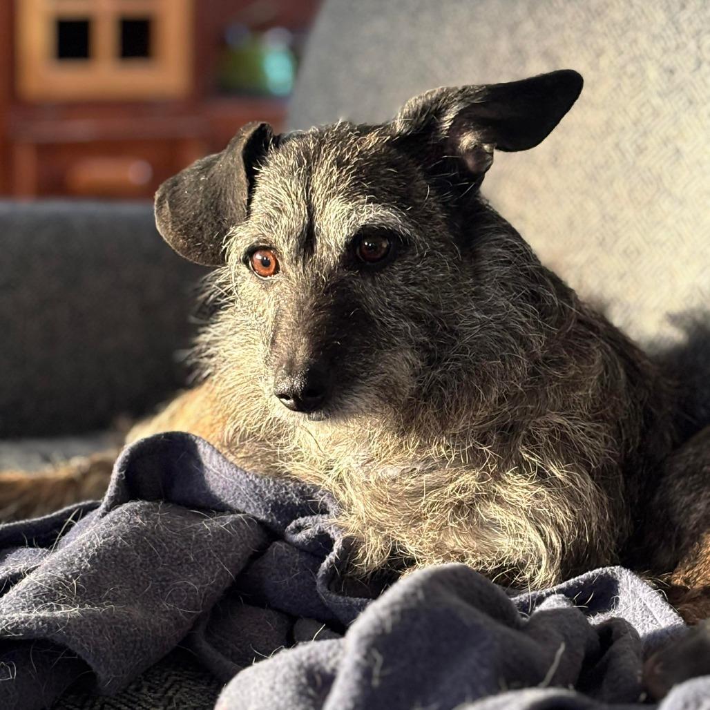 Dixie (Bella), Adoptable, Senior Female Wirehaired Dachshund & Jack Russell Terrier.