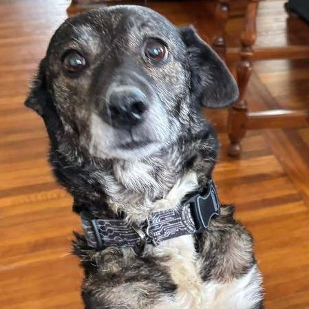 Enlarge Dixie (Bella), a Adoptable mixed breed in Winchester, VA image 4/6