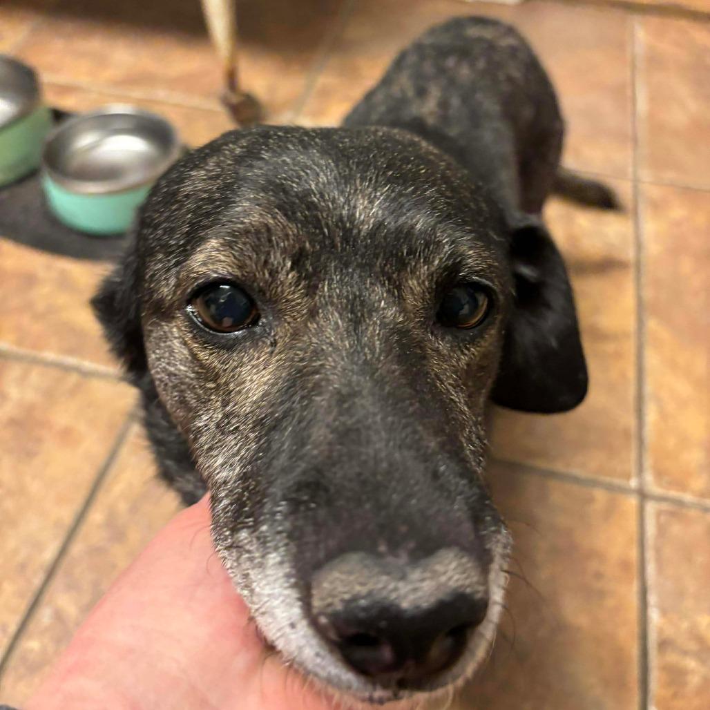 Enlarge Dixie (Bella), a Adoptable mixed breed in Winchester, VA image 5/6