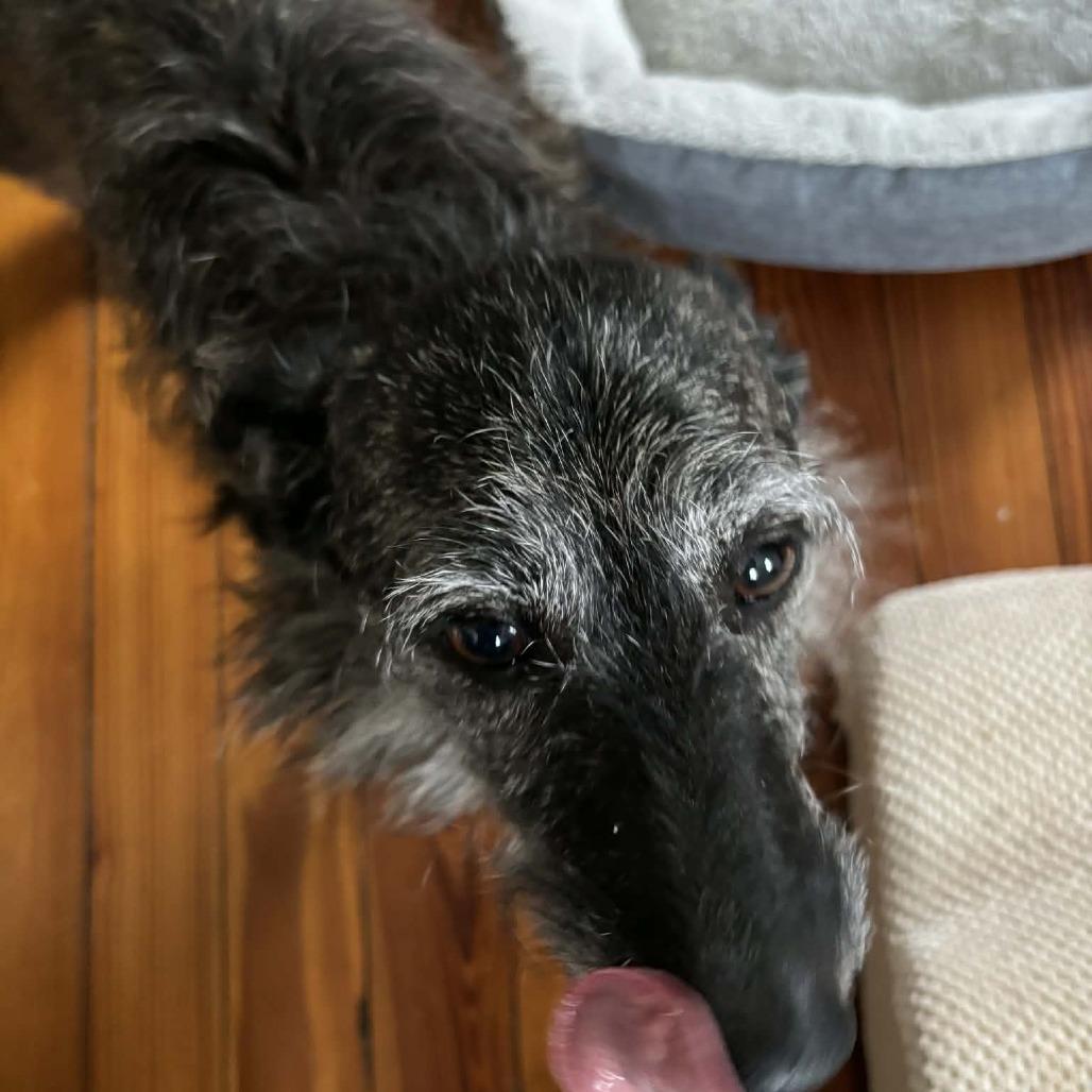 Enlarge Dixie (Bella), a Adoptable mixed breed in Winchester, VA image 2/2