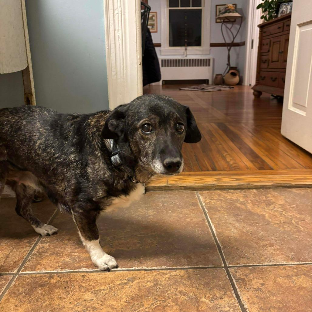 Enlarge Dixie (Bella), a Adoptable mixed breed in Winchester, VA image 6/6