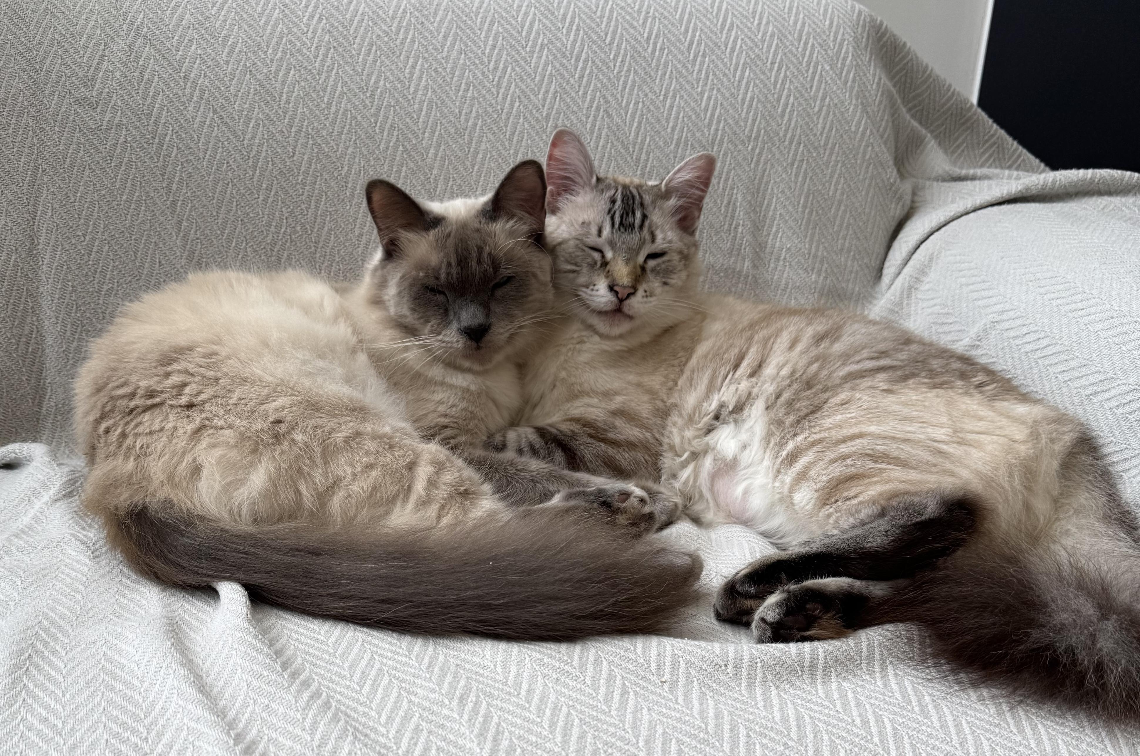 Jeffrey & Paxton, ADOPTABLE, Adult Male Siamese & Domestic Long Hair.