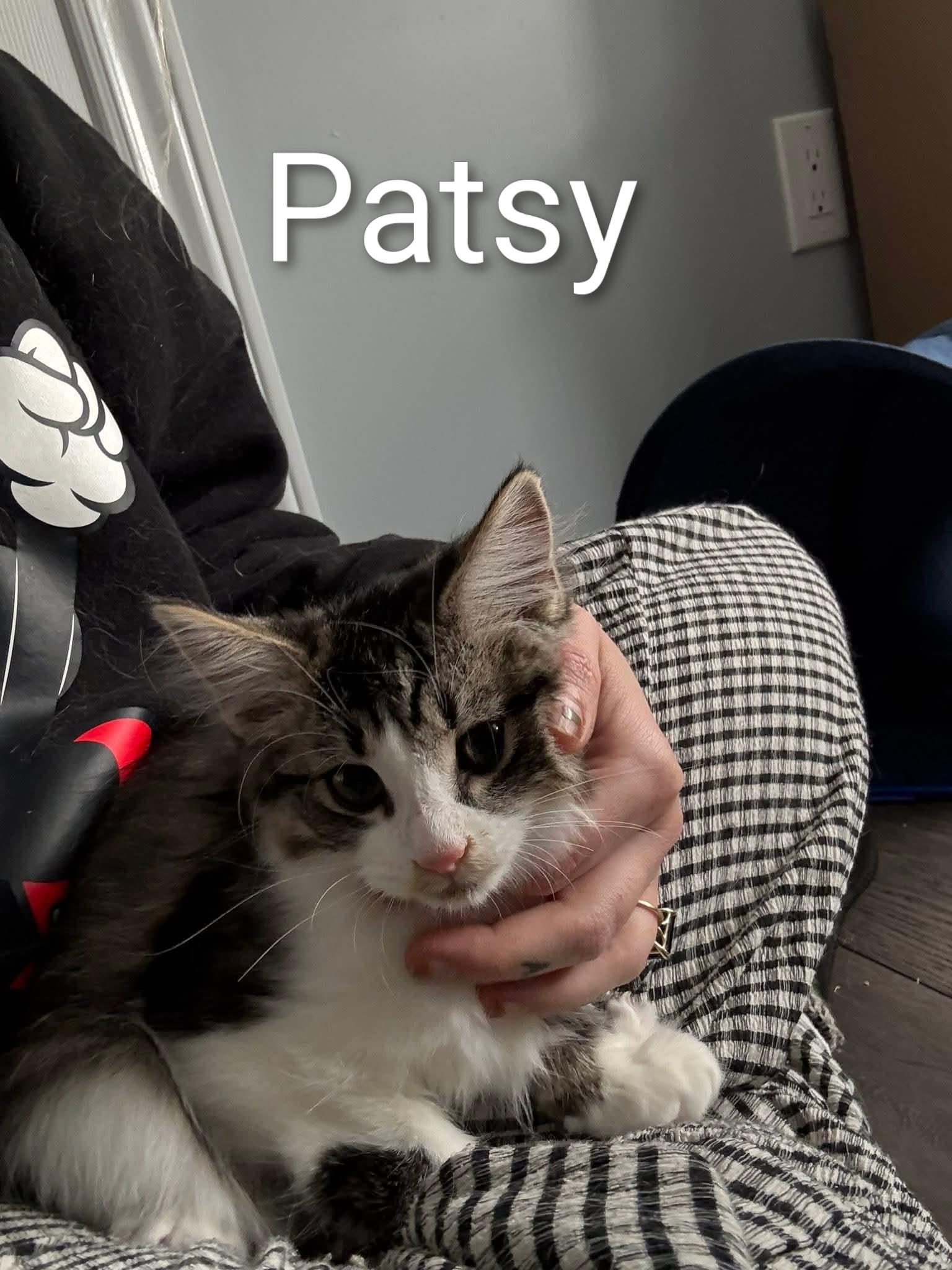 Patsy (f) 4mths DLH Tabby /white