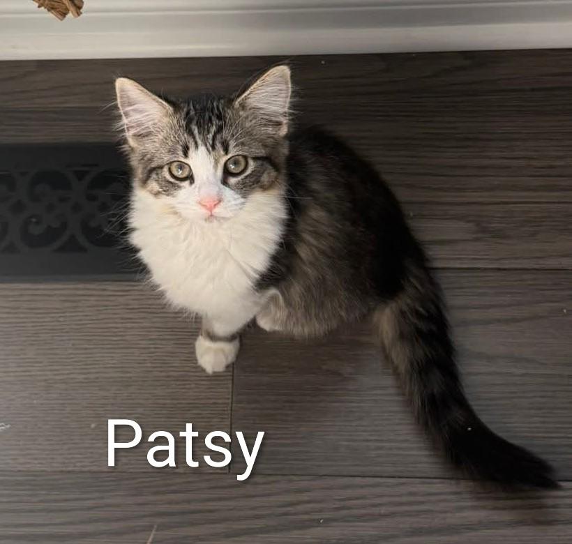Patsy (f) 4mths DLH Tabby /white