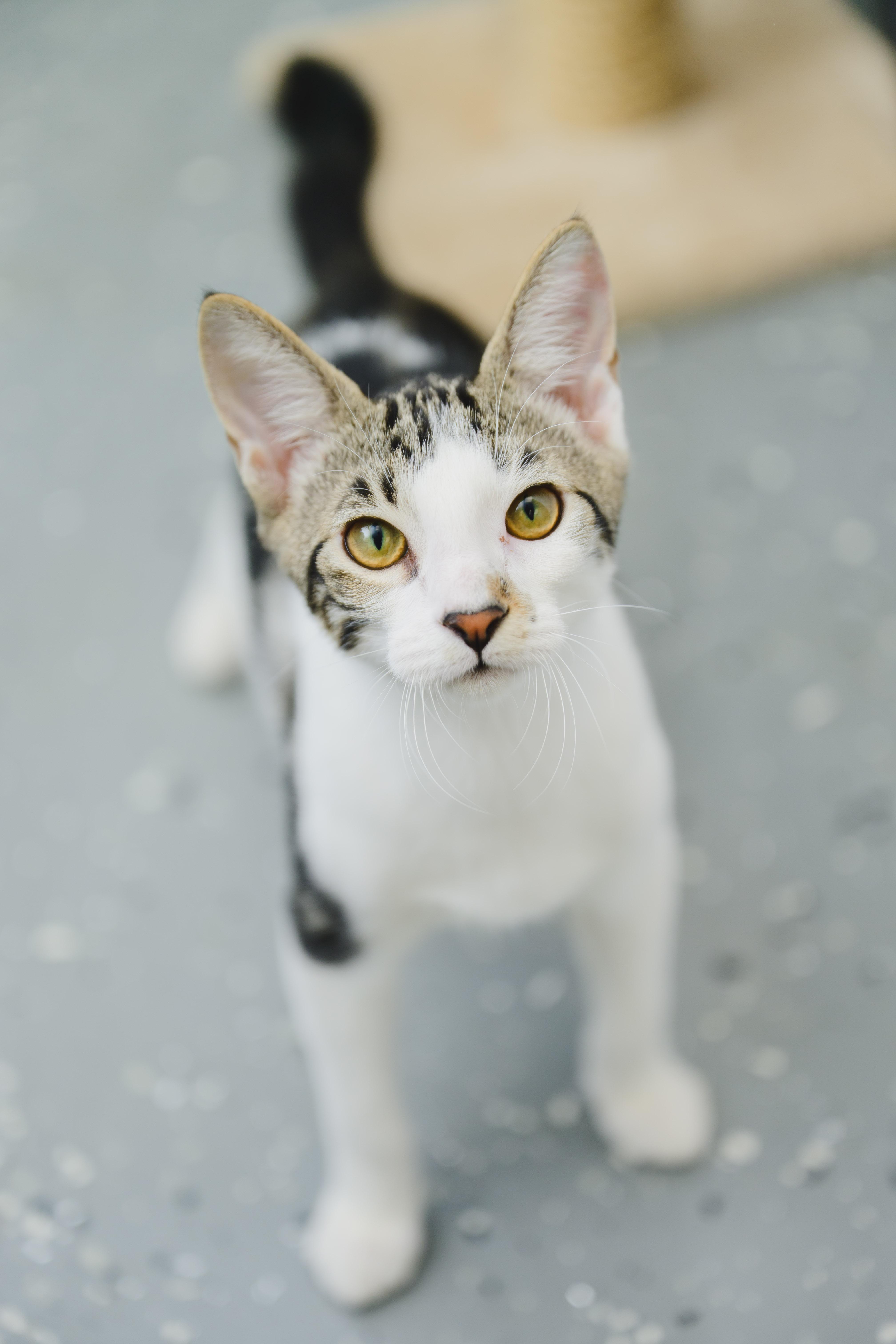 Enlarge TheoBear, a Adoptable Domestic Short Hair in Honolulu, HI image 1/6