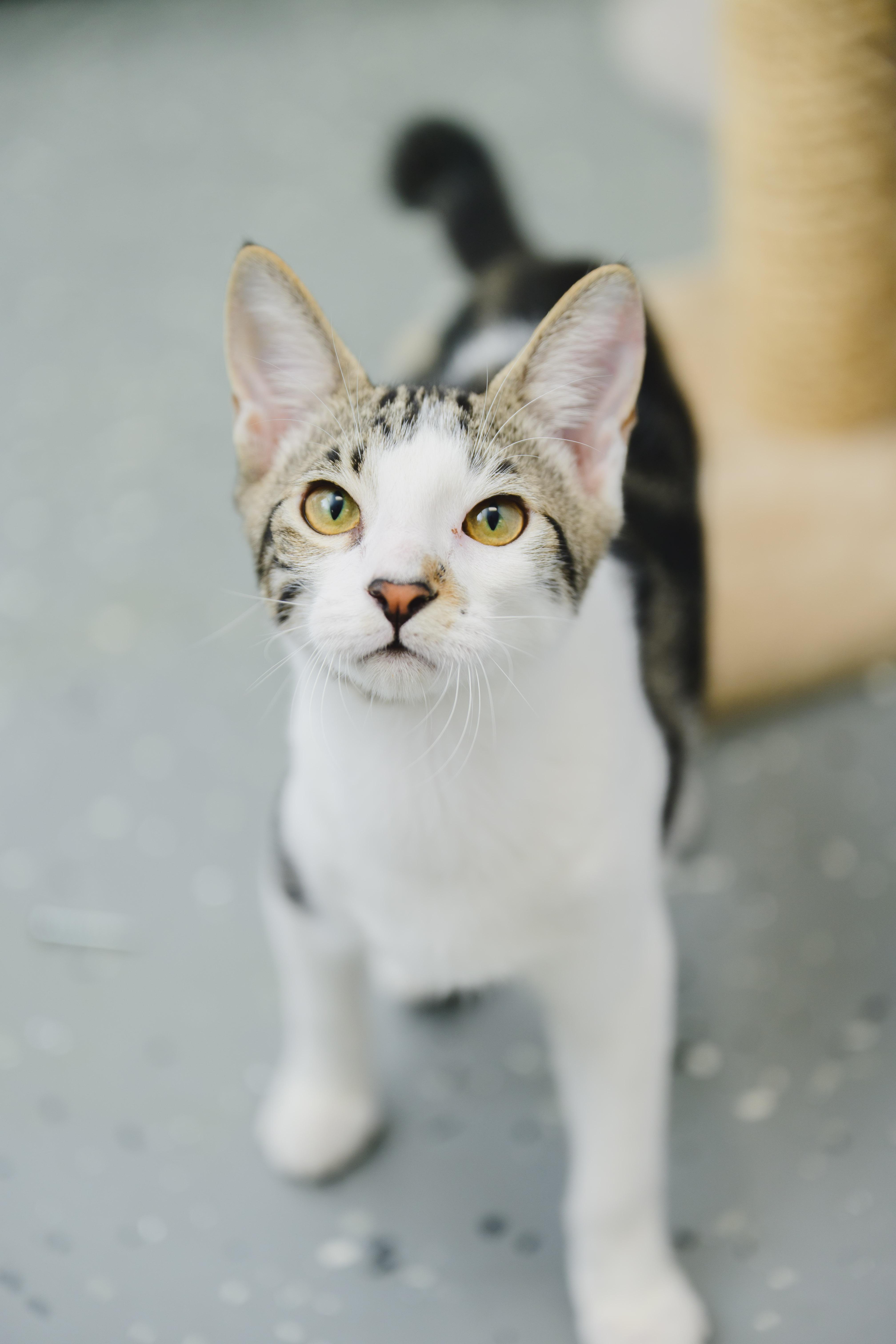 Enlarge TheoBear, a Adoptable Domestic Short Hair in Honolulu, HI image 2/6
