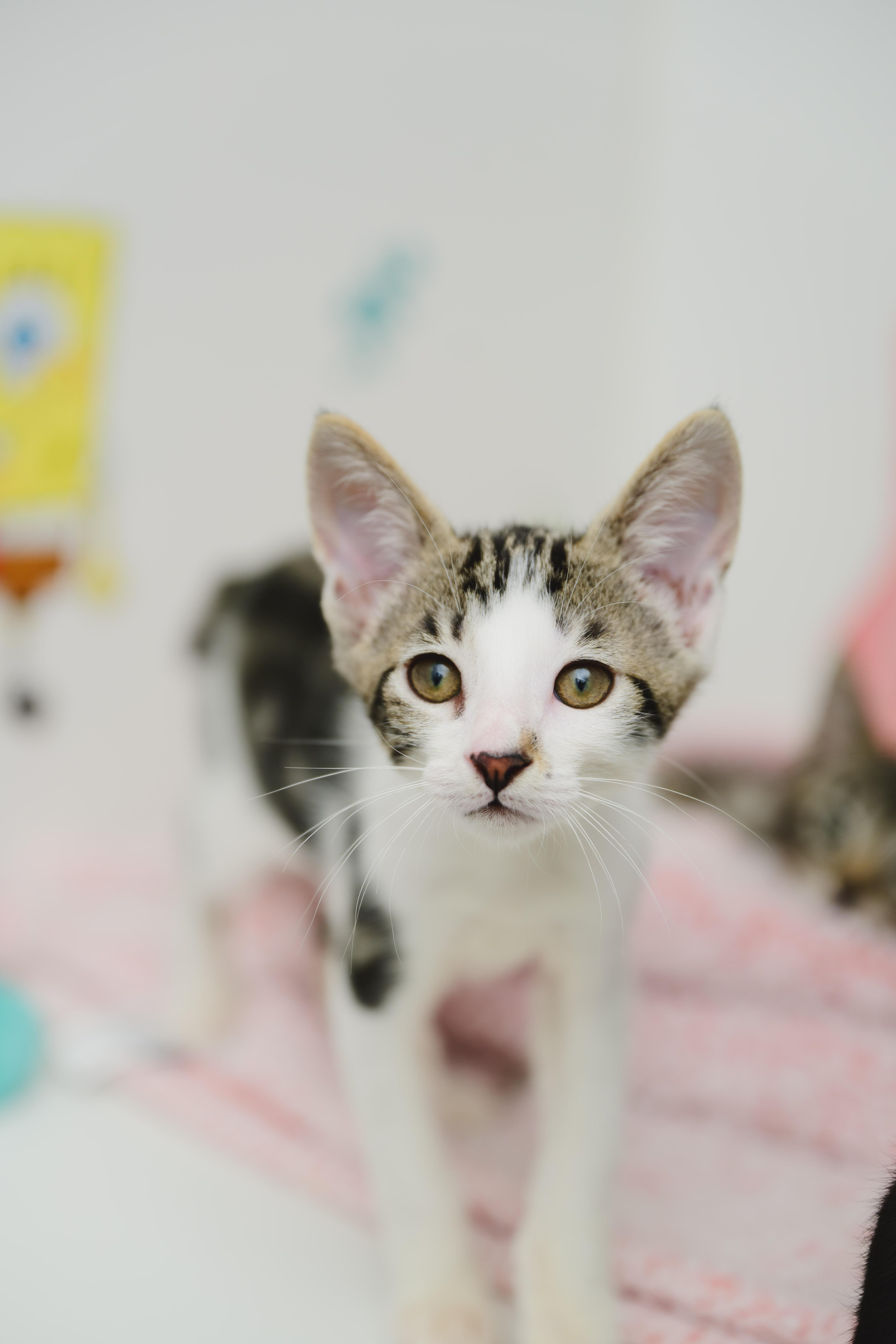 Enlarge TheoBear, a Adoptable Domestic Short Hair in Honolulu, HI image 3/6